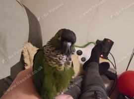 Conure for sale