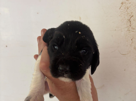Springer Spaniel Puppies