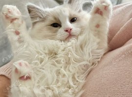 Ragdoll Kittens *INC VACCINATIONS & INSURANCE*