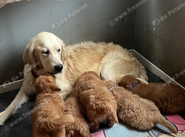 Beautiful golden brown doodles