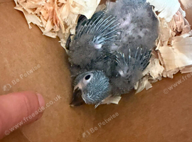 Illiger mini macaw