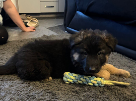 KC German shepherd puppies
