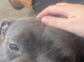 Kc registered blue female
