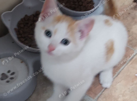 1 white and ginger kitten for sale left