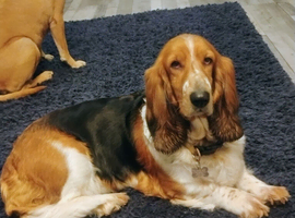Basset Hound