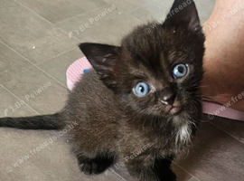 Full Sphynx Kitten &ndash; Stunning Blue Eyes