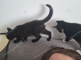 4 x 8 week old kittens available and 3 x 7 week old kittens available