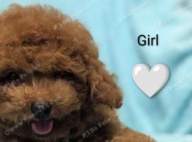 Adorable Asian red toy poodles