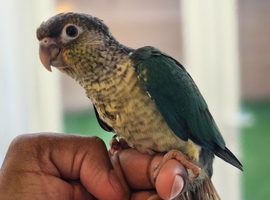 Handreared Turquoise conures