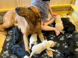Labradoodle puppies available