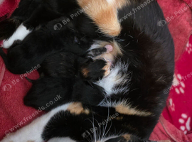 Calico Female Cat