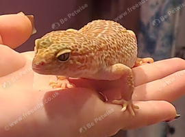 Female Leopard Gecko
