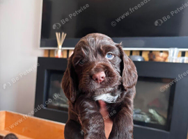 Cocker Spaniel Puppies