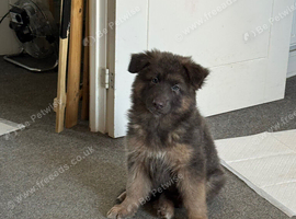 Isabella blue German Shepherd