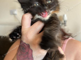 ONLY ONE LITTLE TORTOISESHELL GIRL KITTEN LEFT FOR SALE