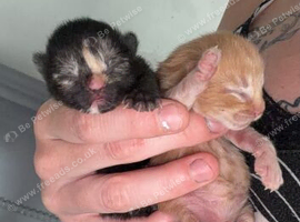 Two kittens  Female and male