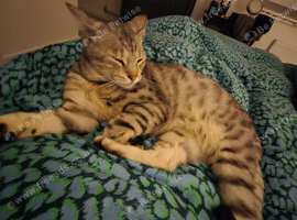 Snow bengal