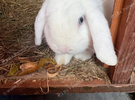 Blue eyed white mini lop