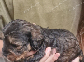 Poodle cavapoo/poodle