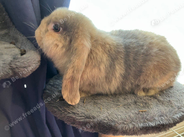 Girl mini lop