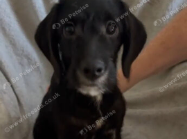 Absolutley gorgeous Cockapoo x puppies vaccinated