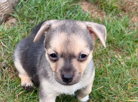 Last 3 boy Chihuahua left