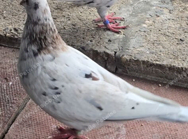 ALMOND COLOR PIGEONS