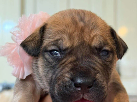 Adorable bull presa puppies