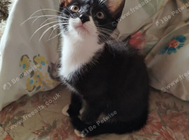 Mixed nice kitten