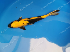 High Grade koi for sale