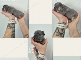 KC Registered Frenchie puppies