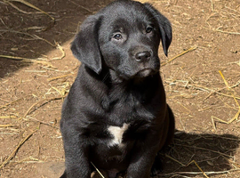 Labrador x collie pups