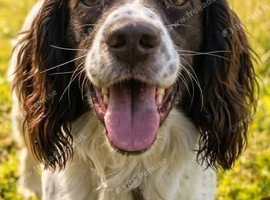 Gorgeous Workingline-Bred Springer Spaniel Girl Needs 5* Home ASAP