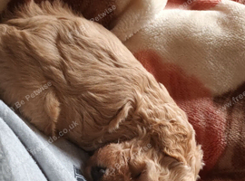 Beautiful cockapoo male