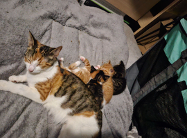 Kittens x4