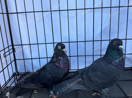 Black two and racer pair