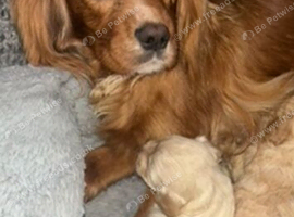 BEAUTIFUL F1 CAVAPOO PUPPIES EXTENSIVELY HEALTH TESTED PARENTS