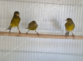 3 raza canaries looking for new home