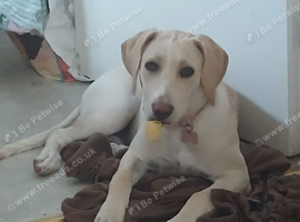 6 months female lab x