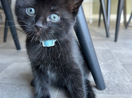 9 Week Old Male Kitten
