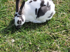 Mini rex rabbits for sale