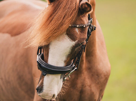 Fabulous straightforward pony for sale