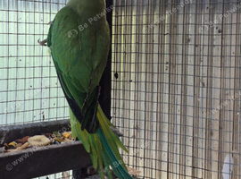 Indian ringneck girl