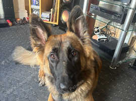 belgian malinois mix german shepherd