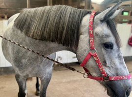 3 year old Irish sports filly