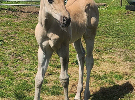Elrbek Tumbleweed &hellip;&hellip; Striking grullo (roan?) filly foal