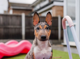 Exotic Miniature Bullterrier Puppies