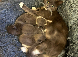 Beautiful Russian Blues for sell