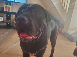 Rehoming due to no fault of her own, sadly due to relationship breakdown.