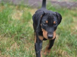 KC reg Dobermann puppy (READY)
